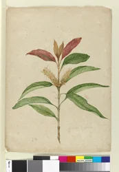 Xylomelum pyriforme